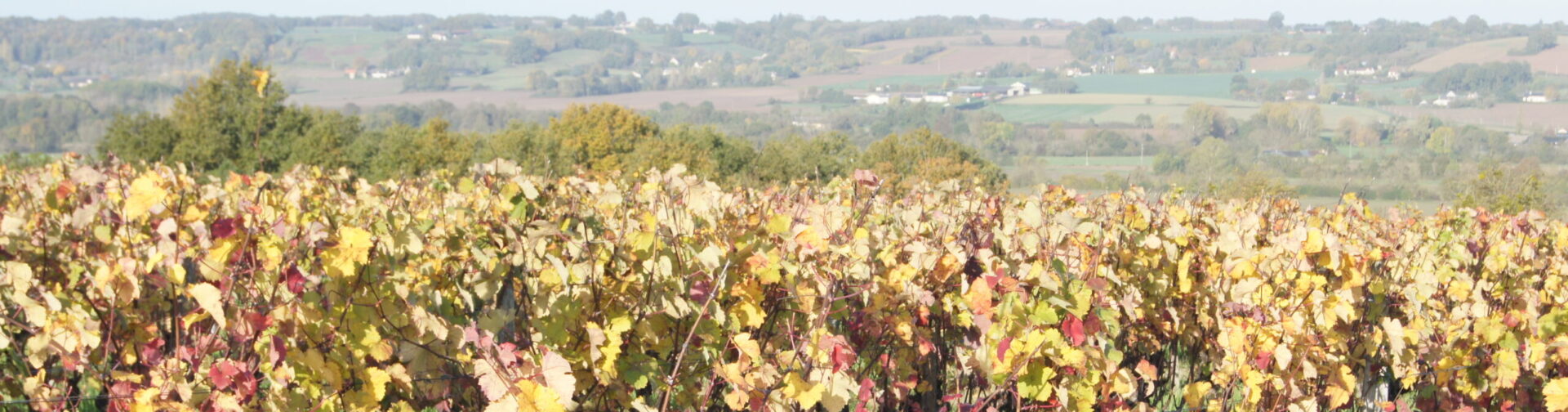 La Confrérie des Chevaliers de la Puette et du Franc-Pinot